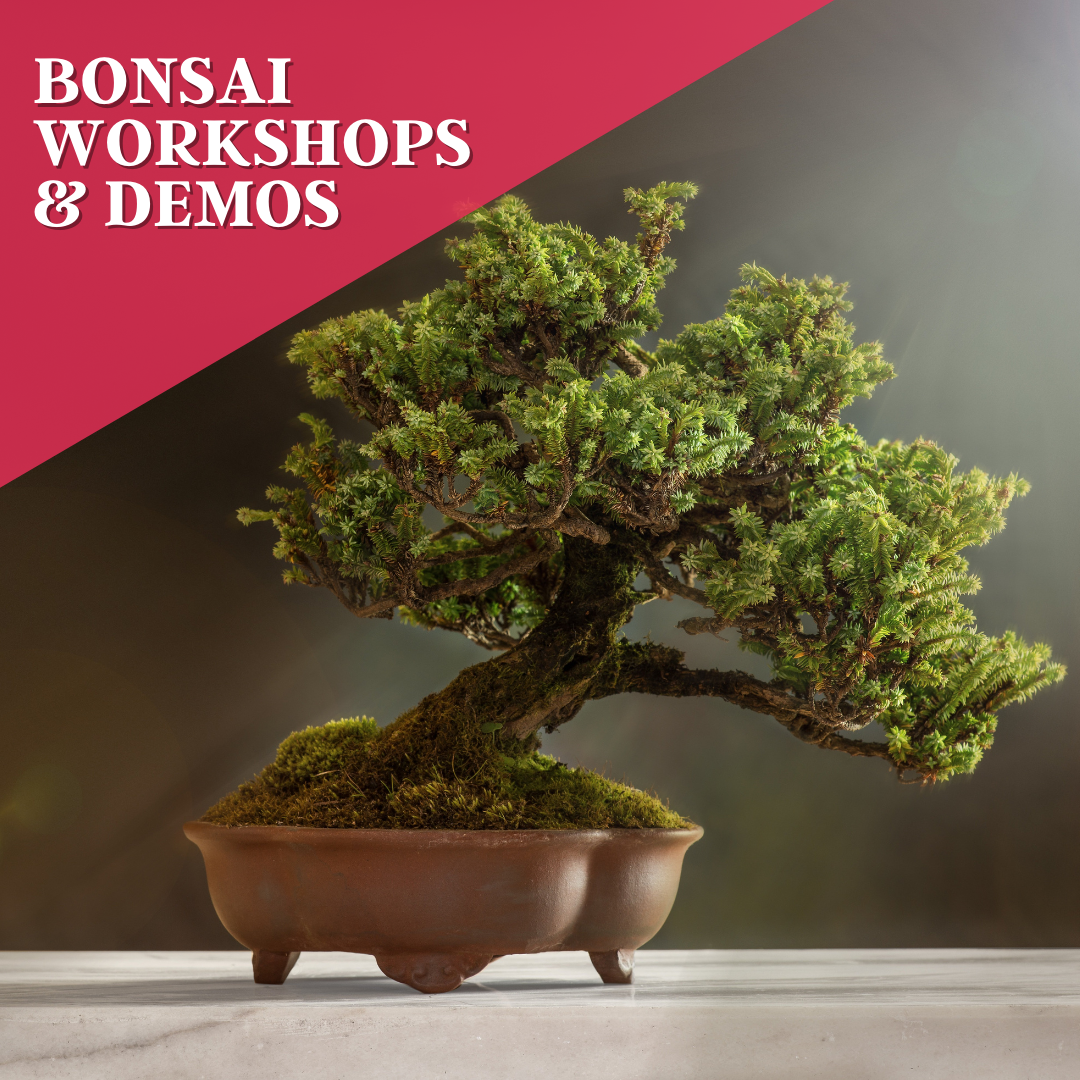 2023 Bonsai Workshops & Demos